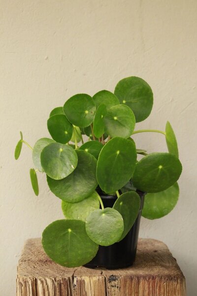 Plants