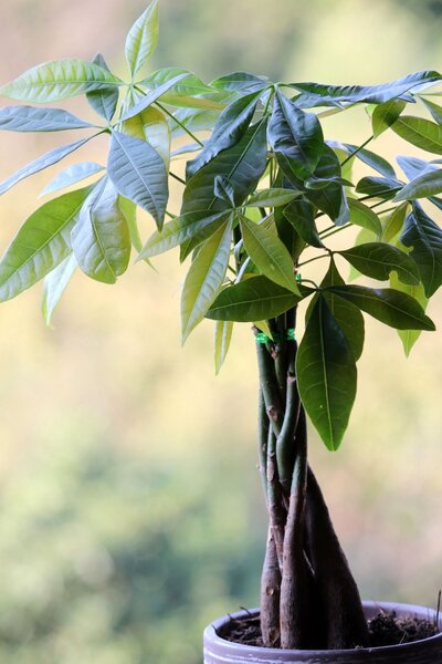Money Plant