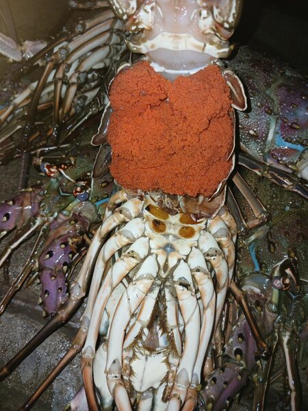 Langoustes