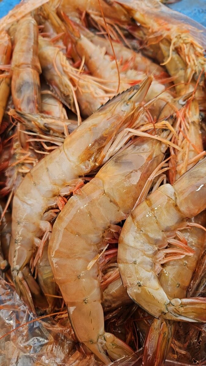 Gambas