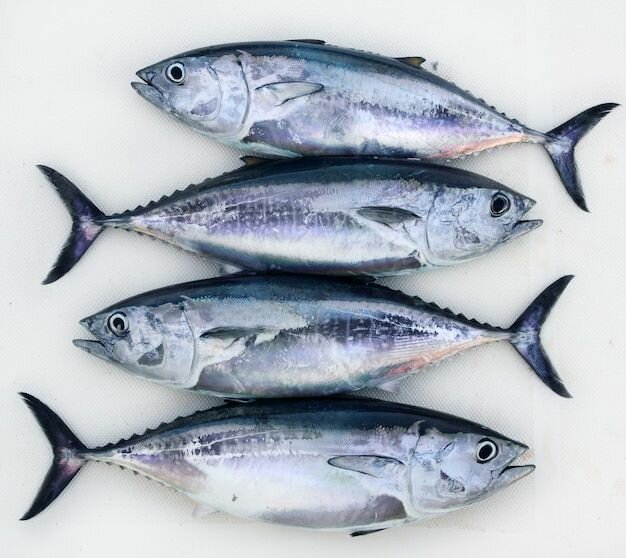 Poisson Thon
