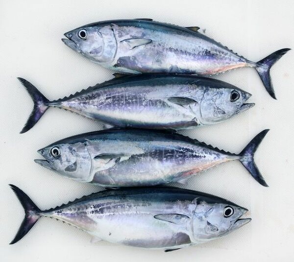 Poisson Thon