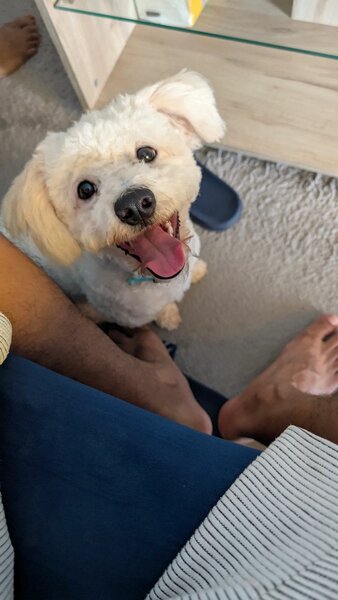Caniche
