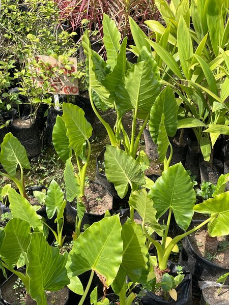 Elephant Ears
