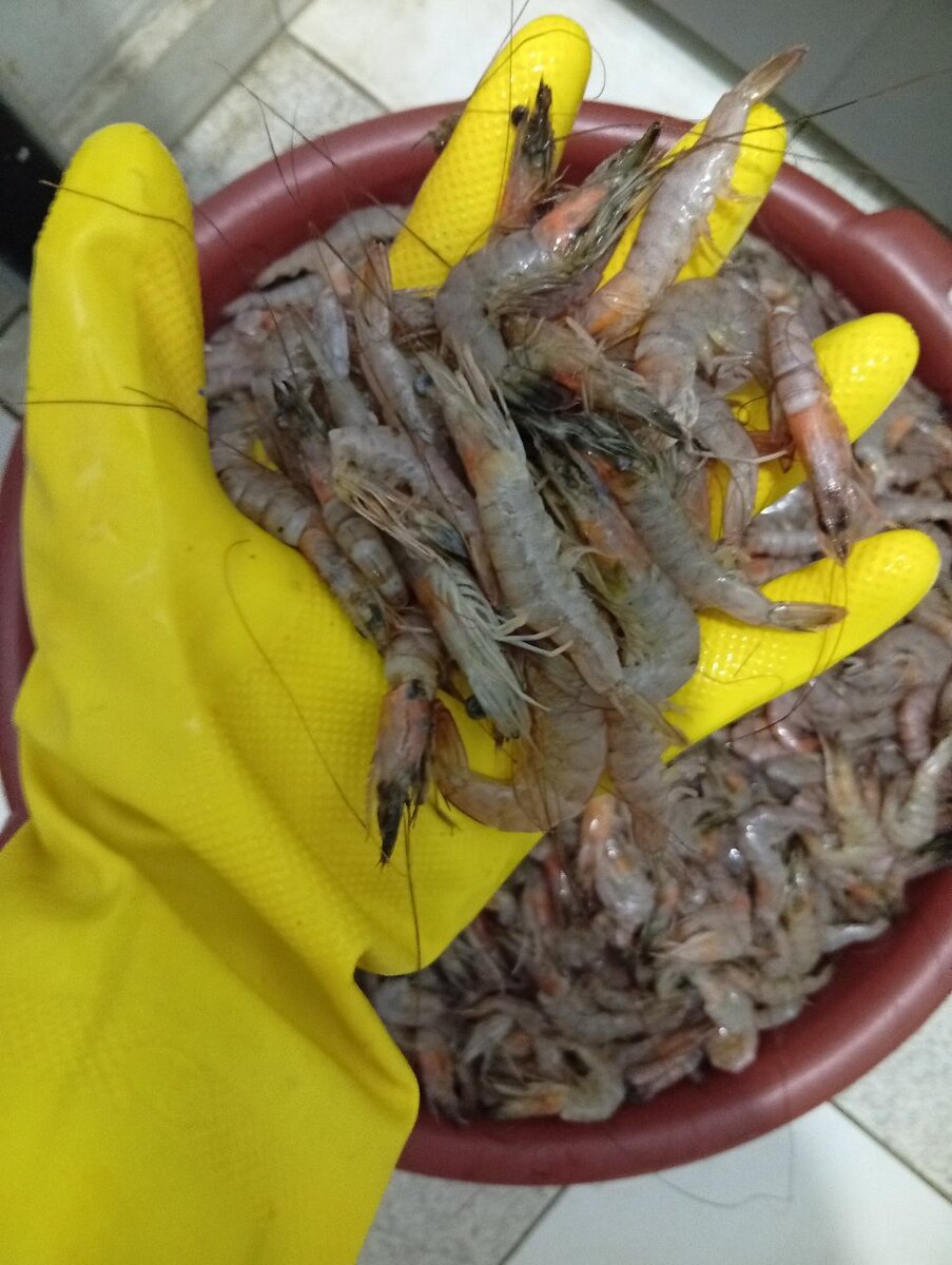 Crevettes