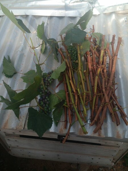 Grapes
