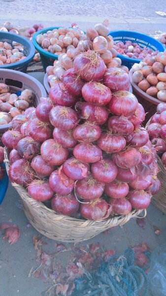 Onion