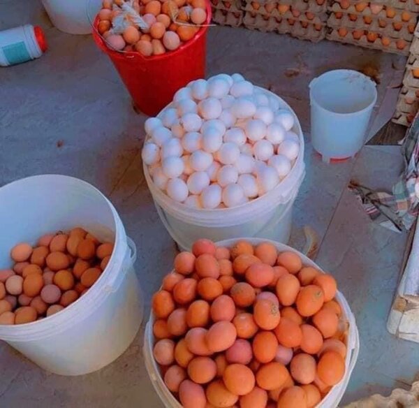 Eggs