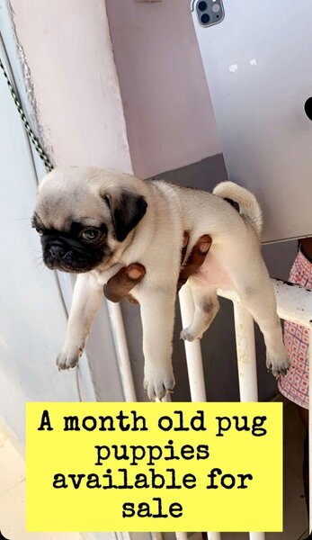 Pug
