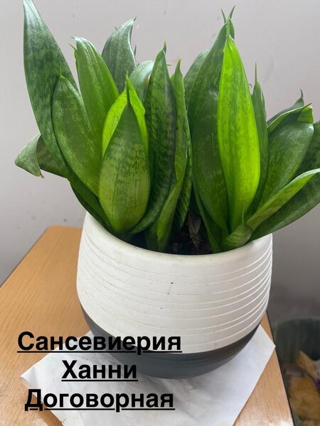 Комнатные цветы г Ош