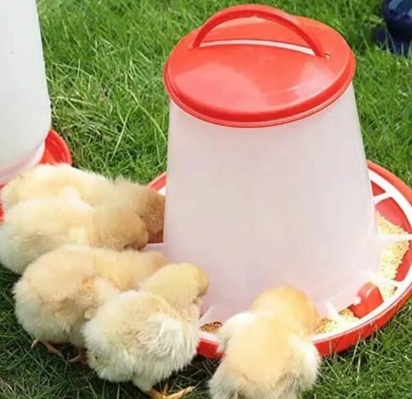 Matériel élevage poulet