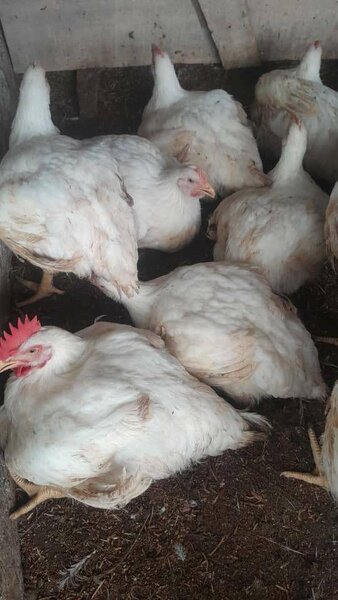 Poulet bio