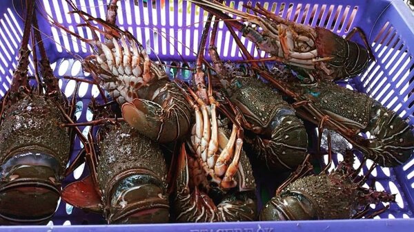 Langouste fraîche