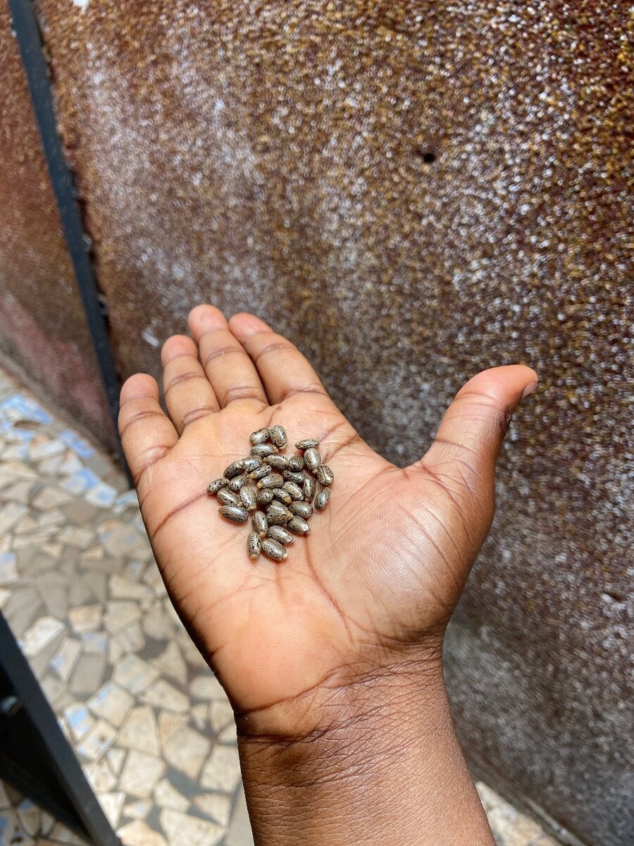 Graines de Ricin de Qualité