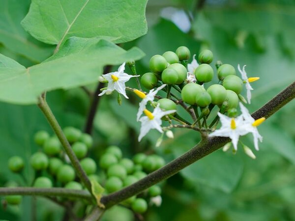 FDA Approved Turkey berries powder (Abeduru/Koonsusuaa)