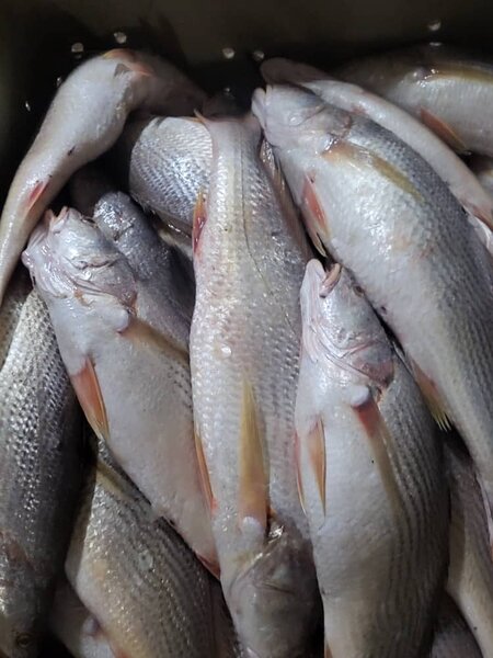 Poisson sosso