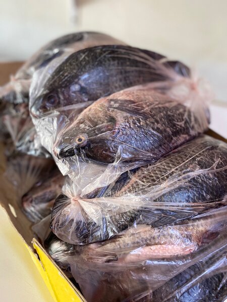 Fresh Tilapia fish