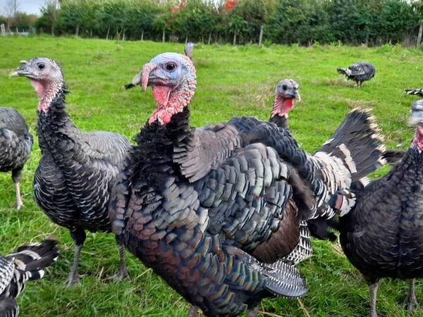 Turkey