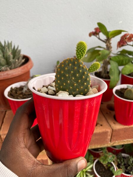 Bunny Ear Cactus