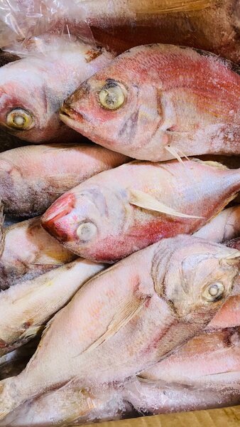 Red fish