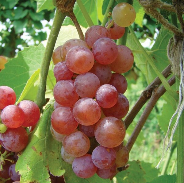 Red Grapes tree