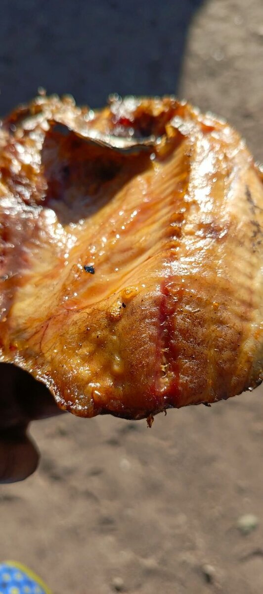 Semi dried fish