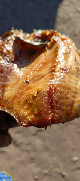 Semi dried fish