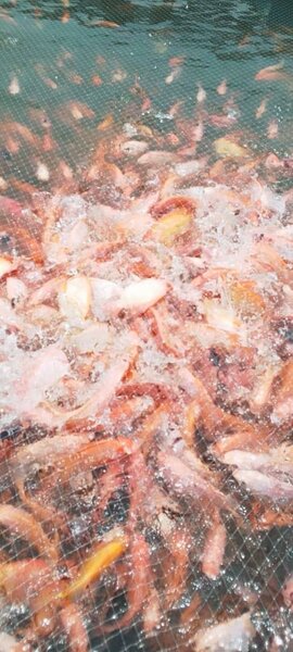 Carpe rouge 6Kg