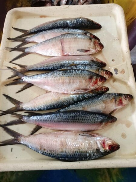 Sardine
