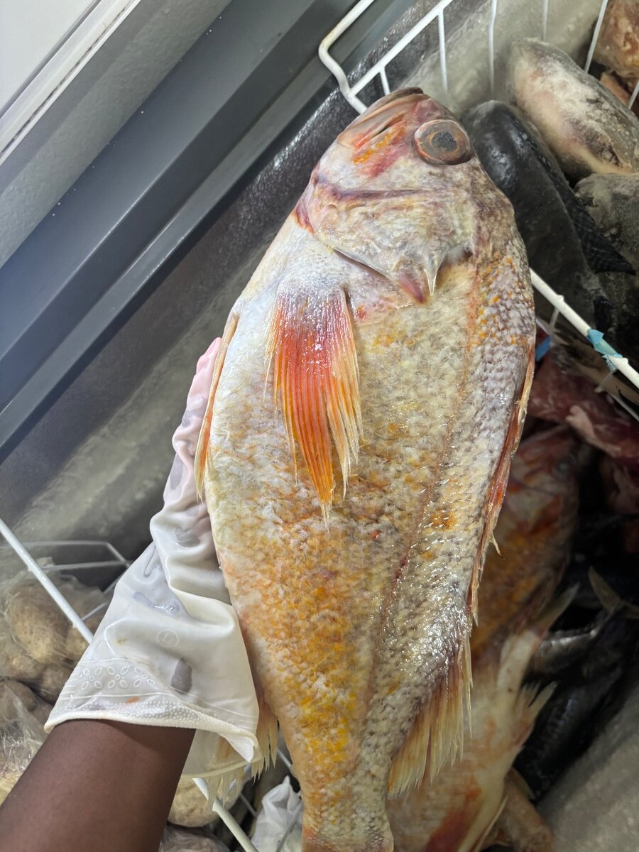Poissons mérou