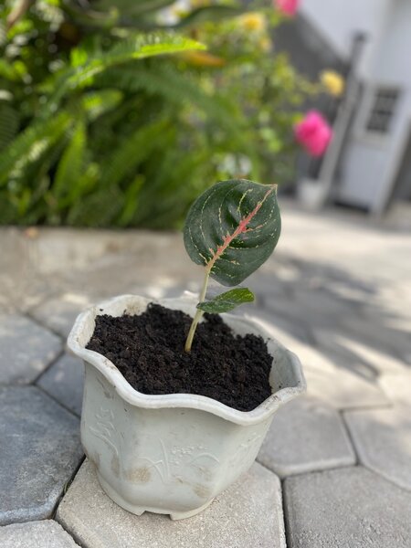 Garden plant