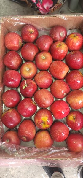 Red Apple