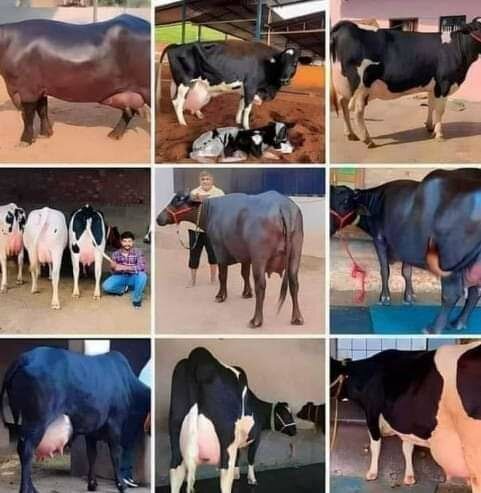 Cow