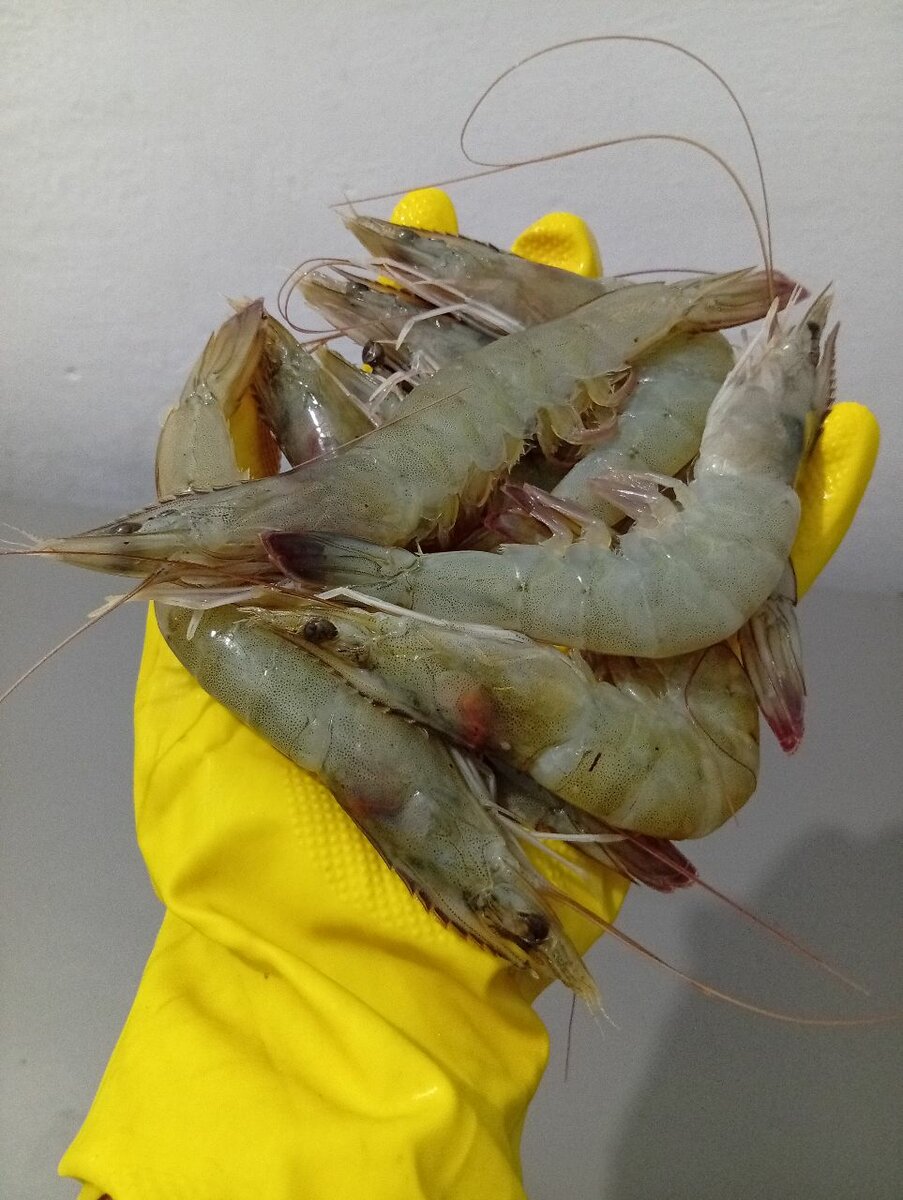 Moyenne gambas