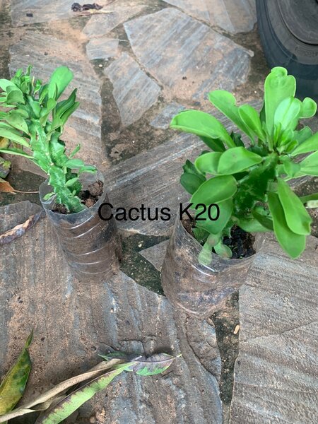 Plants