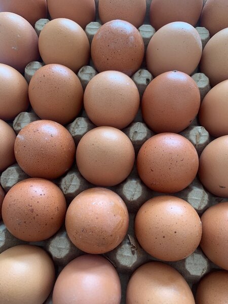 Plaquettes oeuf