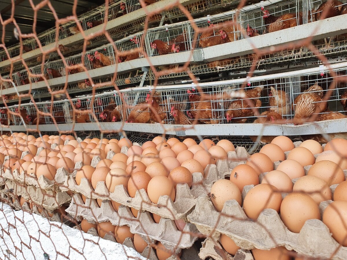 Eggs