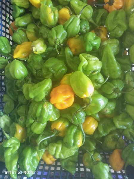 Légumes
