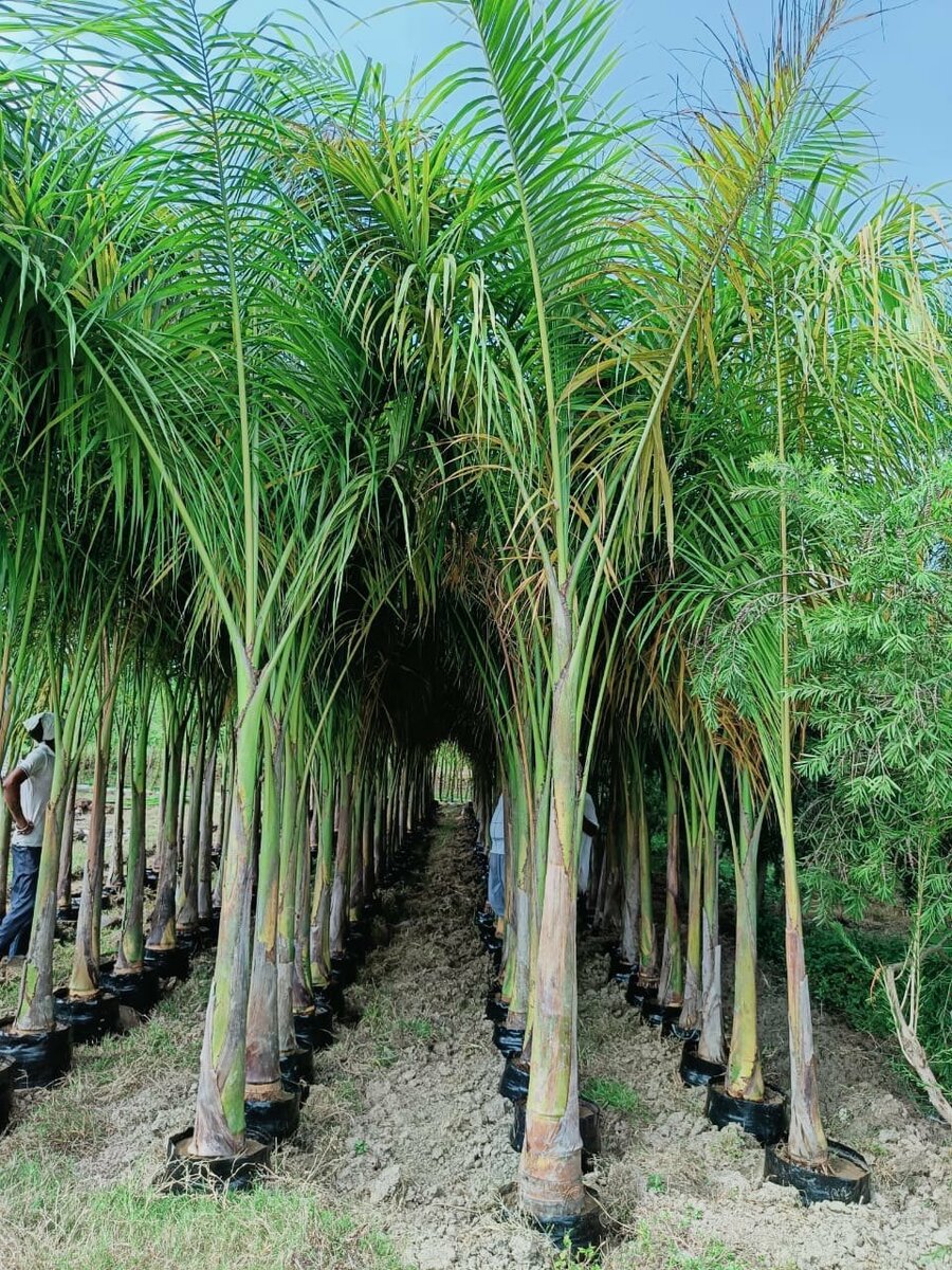 Royal  Palm