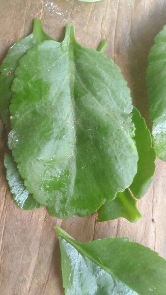Plantes lourde toux-rhume bébé