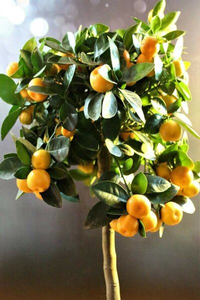 Arbre fruitier décoratif