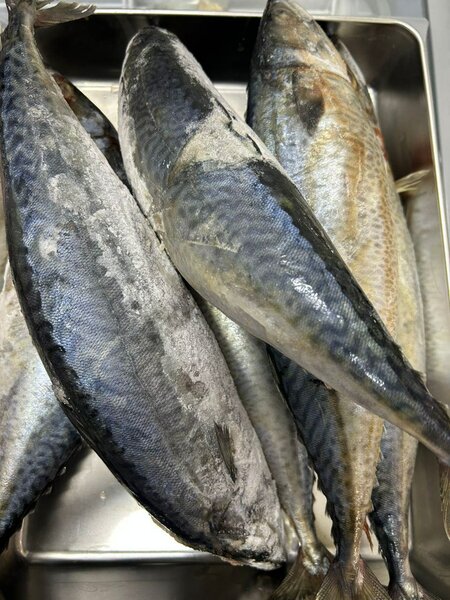 Poisson marquereau