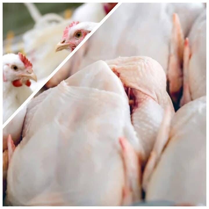 Poulet frais entier