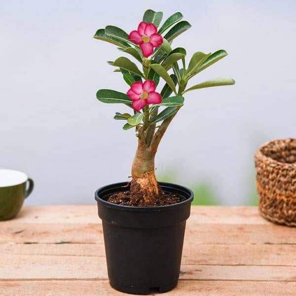 Red Desert Rose