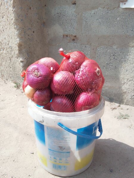Onions