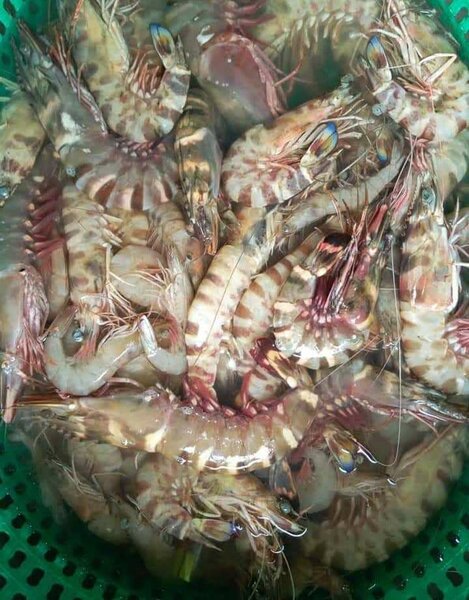 Fresh sea catch