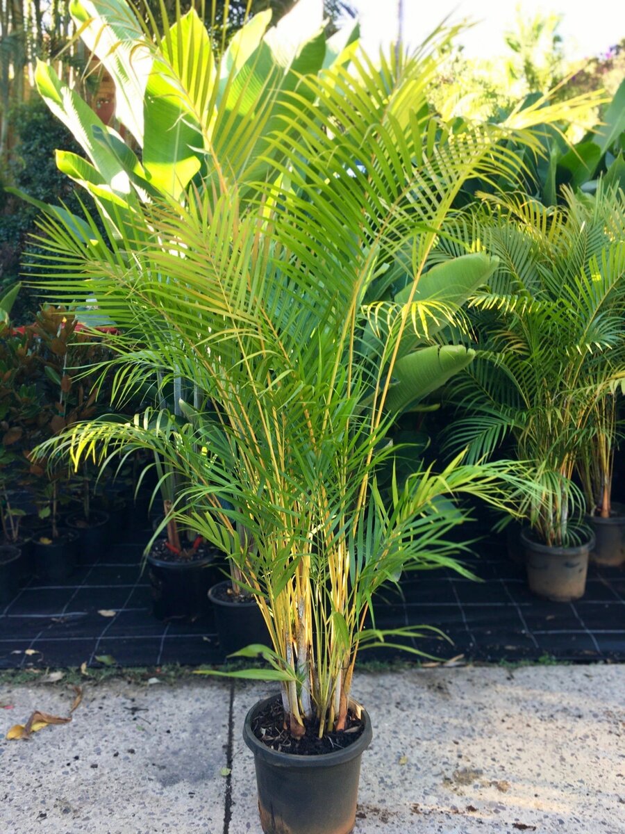 Cane Palm( Butterfly Palm)
