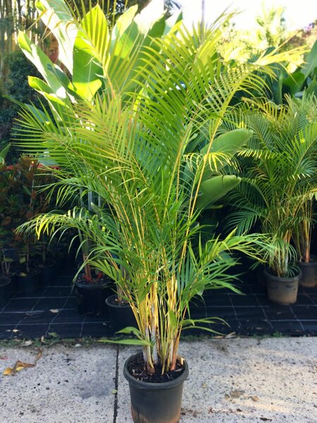 Cane Palm( Butterfly Palm)