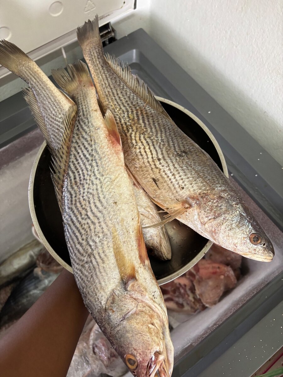 Poisson sosso