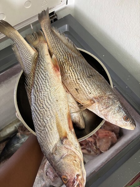 Poisson sosso